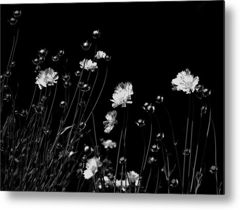 Black And White Metal Print featuring the photograph Coreopsis by JGracey Stinson