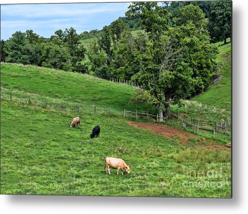 Cows Metal Print featuring the photograph Country Views - Cows in The Pasture by Kerri Farley