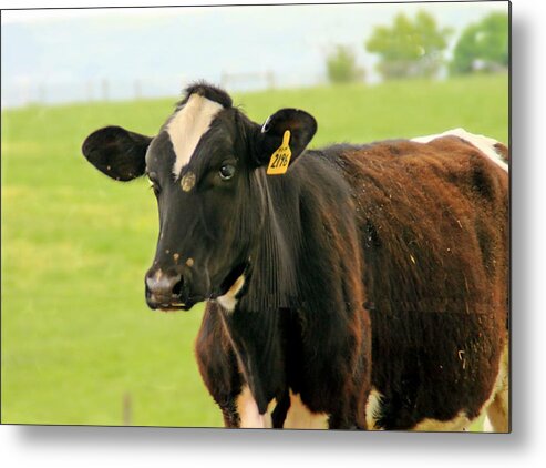 Cows Metal Print featuring the photograph Cow 4 by Karl Rose
