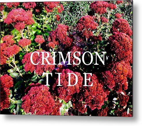  Metal Print featuring the photograph Crimson TIDE by Jacqueline Manos