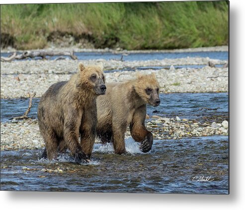 Alaska Metal Print featuring the photograph Cubs on the Prowl by Cheryl Strahl