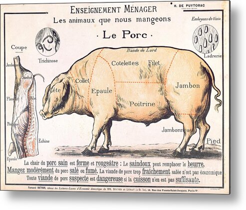 Eating;farm Animals; Cross Section; Loin; Rump; Flank; Butcher; Joint; Pig; Pigs; Shoulder; Ham; Belly; Shoulder; Diagram; Slaughter; Farming; Food Preparation; Domestic Science; Nutrition;teaching;education;home Economics; Farming; Breed;butchering Metal Print featuring the drawing Cuts of Pork by French School