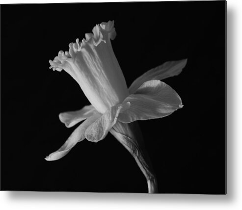 Black And White Daffodil.flowers.flora.botanical Metal Print featuring the photograph Daffodil by Terence Davis