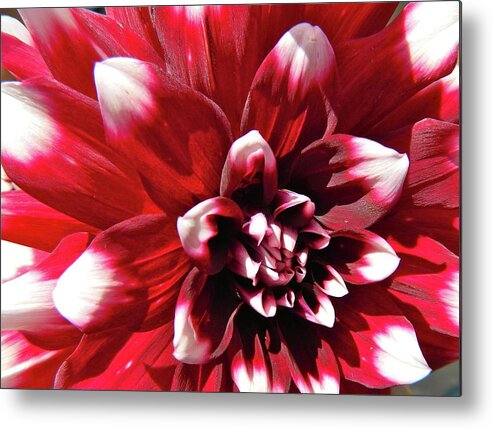 Floral Metal Print featuring the photograph Dahlia Defined by Randy Rosenberger