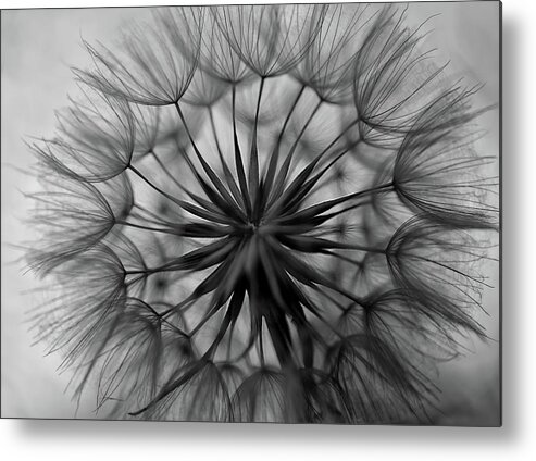 Flower Metal Print featuring the photograph Details by Mountain Dreams