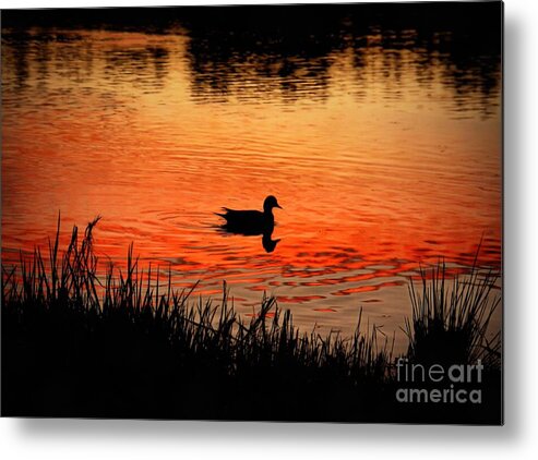 Duck Metal Print featuring the photograph Duck Silhouette by Patricia Strand
