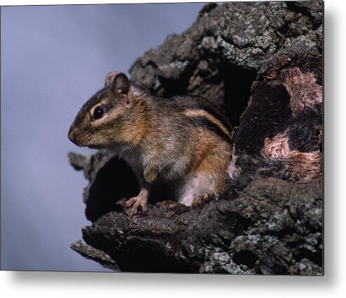 Tree Cavity Metal Print featuring the photograph Eastern Chipmunk in tree by Mark Wallner