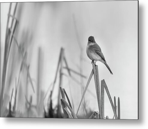 Eastern Phoebe (sayornis Phoebe) Metal Print featuring the photograph Eastern phoebe 2017 by Thomas Young