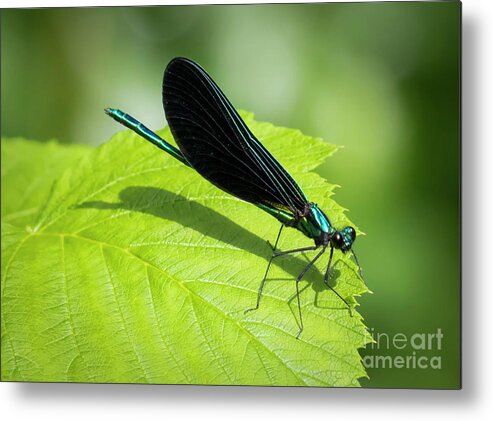 Canon Metal Print featuring the photograph Ebony Jewelwing by Ricky L Jones