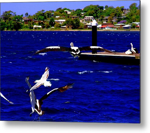Pelican Metal Print featuring the photograph Everyone On The Move At Greenwell Point by Miroslava Jurcik