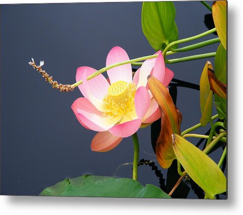 Waterlily Metal Print featuring the photograph Exotic Waterlily by Margie Avellino