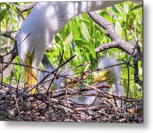 Egrets Metal Print featuring the photograph Eyes by DB Hayes
