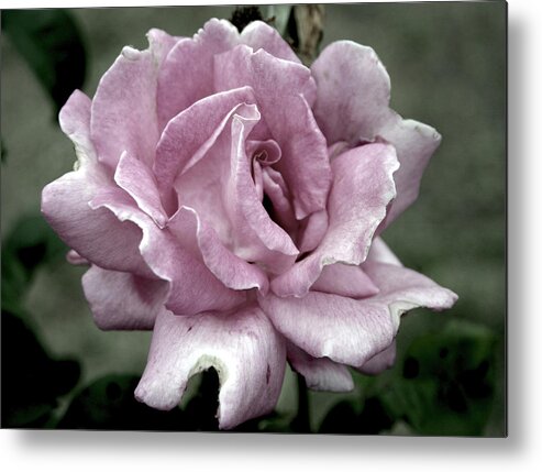 Rose Metal Print featuring the photograph Faded Beauty Rose 0226 H_2 by Steven Ward