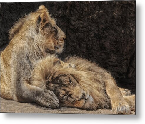 Animals Metal Print featuring the photograph Father N Son by Elaine Malott