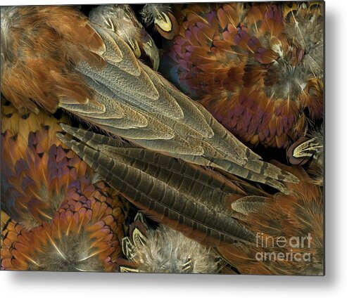 Pheasant Metal Print featuring the photograph Featherdance by Christian Slanec