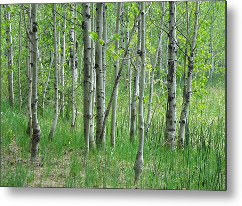 Tree Metal Print featuring the photograph Field Of Teens by Donna Blackhall