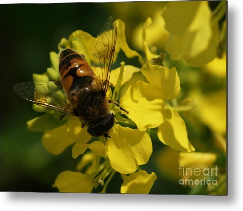 Bee Metal Print featuring the photograph Finding Each Other by Linda Shafer