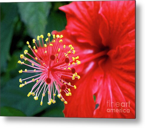 Photography Metal Print featuring the photograph Fireworks - Hibiscus by Kaye Menner