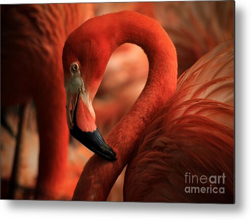 Flamingo Metal Print featuring the photograph Flamingo Poised by Toma Caul