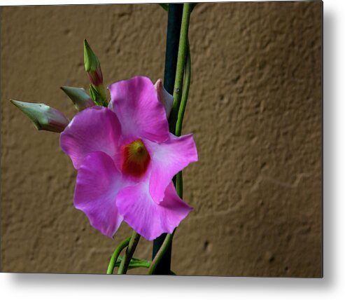 Flower And Wall Metal Print featuring the photograph Flower and Wall by Robert Ullmann