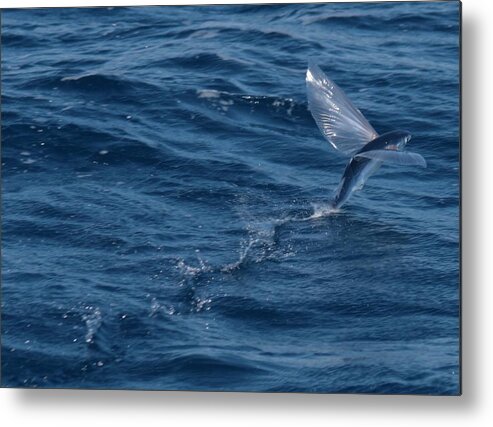 Flying Fish Pacific New Zealand Ocean Blue Water Silver Eco Ecology Metal Print featuring the photograph Flying Fish by Ian Sanders