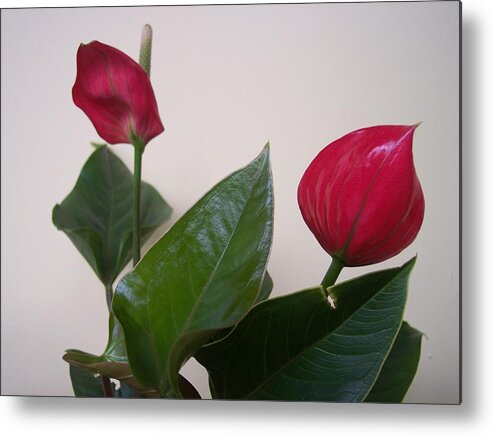 Red Flower Abstract Lilly Close Up Metal Print featuring the photograph For Danielle by Anna Villarreal Garbis