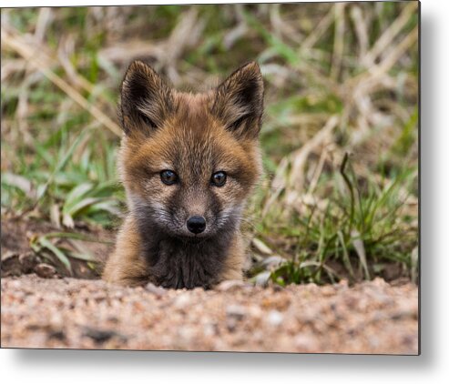 Fox Kit Metal Print featuring the photograph Fox Kit #4 by Mindy Musick King