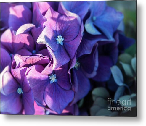 Hydrangea Metal Print featuring the photograph From Light to Dark by Carol Lloyd