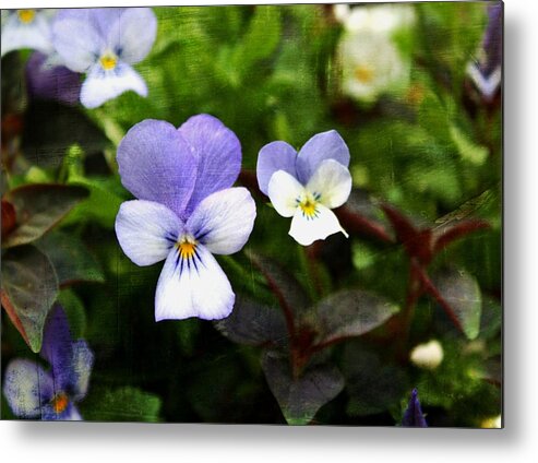 Pansy Metal Print featuring the photograph Garden Pansy by Cathie Tyler