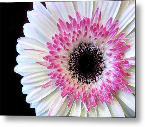 Gerbera Flower Metal Print featuring the photograph Gerbera by Jessica Jenney