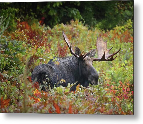 Moose Metal Print featuring the photograph Giving Me the Eye by Duane Cross