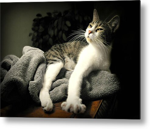 Cat Metal Print featuring the photograph Higgins by Diana Angstadt