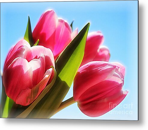 Tulips Metal Print featuring the photograph Glow by Clare Bevan