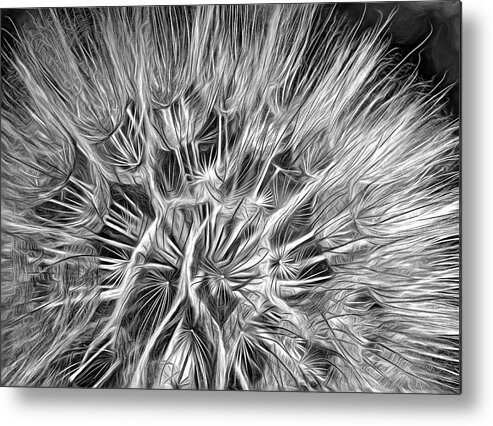 Weed Metal Print featuring the photograph Goat's Beard - The Inner Weed 3 - Paint bw by Steve Harrington