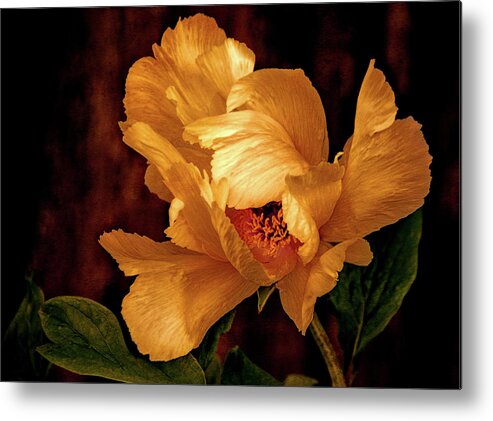 Peony Metal Print featuring the photograph Golden Peony by Julie Palencia