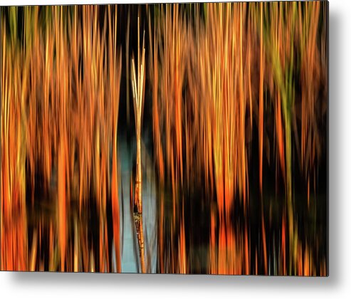 Nature Metal Print featuring the photograph Golden reeds by Robert Mitchell