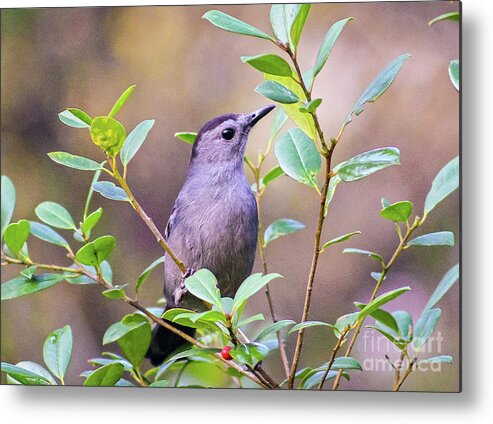 Nature Metal Print featuring the photograph Gray Catbird Posing by DB Hayes