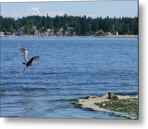 Great Blue Heron Metal Print featuring the photograph Great Blue Heron by Peter Mooyman