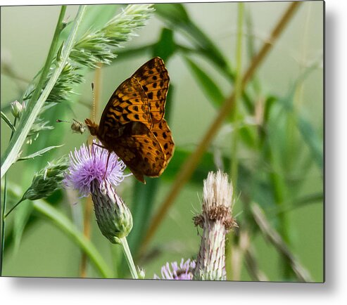 Great Spangled Fritillary Metal Print featuring the photograph Great Spangled Fritillary by Holden The Moment