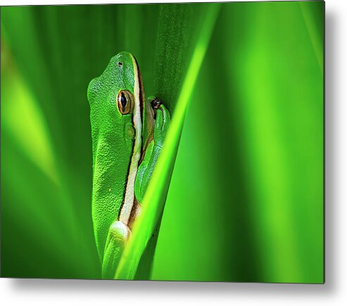 Frog Metal Print featuring the photograph Green Frog in Vegetation by Brad Boland