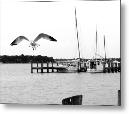 Seagull Flight Animals Birds Seascape Harbor Metal Print featuring the photograph Gull Wing by Harold Piskiel