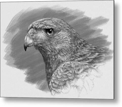 Harris Hawk Metal Print featuring the digital art Harris Hawk Drawing by Kathie Miller