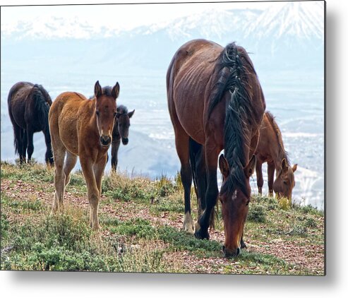 Horse Metal Print featuring the photograph Herd of Mustang Horses by Waterdancer