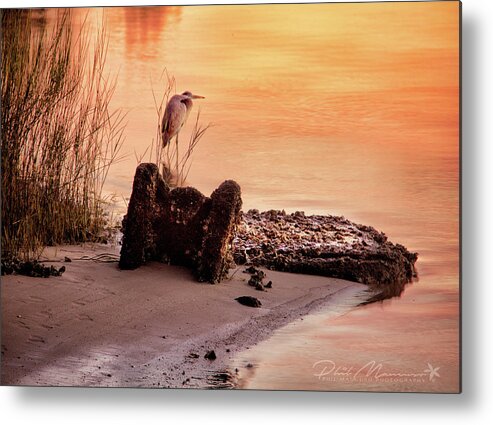  Metal Print featuring the photograph Heron On The Rocks by Phil Mancuso