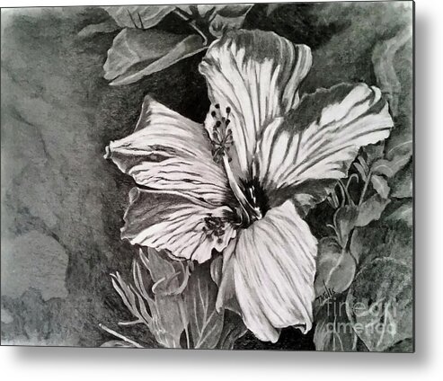 Hibiscus Metal Print featuring the drawing Hibiscus by Terri Mills
