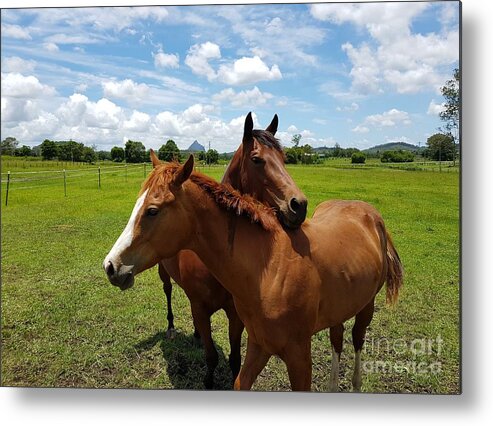 Horses Metal Print featuring the photograph Horse Cuddles by Cassy Allsworth