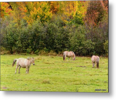 Lake Ainslie Metal Print featuring the photograph Horses Enjoying a Beautiful Autumn Day by Ken Morris