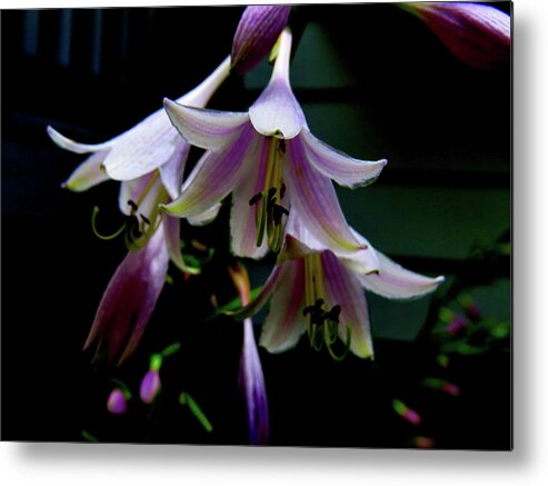 Purple Blossoms Metal Print featuring the photograph Hostas Blossoms by Linda Stern