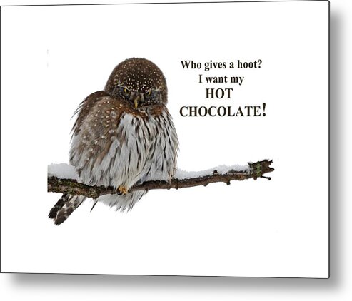 Hot Chocolate Metal Print featuring the photograph Hot Chocolate Owl by Whispering Peaks Photography