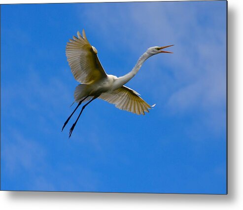 Florida Metal Print featuring the photograph In Flight by Richard Bryce and Family